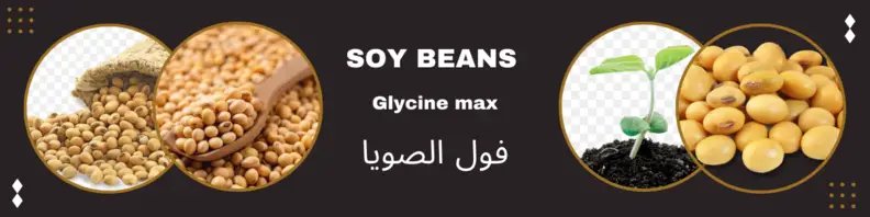 Soy Bean Seeds