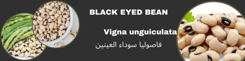 Black Eyed Beans Seeds