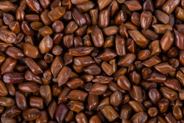 Nigerian fresh onion