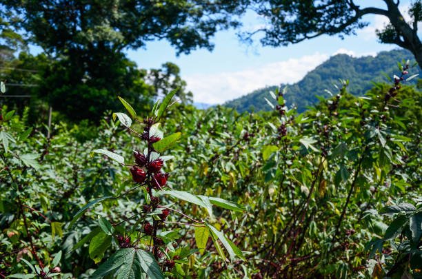 Nigerian Dry Hibiscus Flower