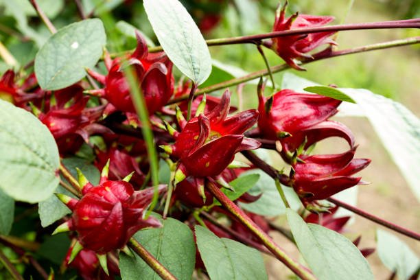 Nigerian Dry Hibiscus Flower
